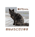 猫ちゃんたちのおはようございます（個別スタンプ：10）