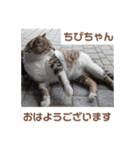 猫ちゃんたちのおはようございます（個別スタンプ：11）