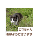 猫ちゃんたちのおはようございます（個別スタンプ：12）