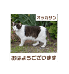 猫ちゃんたちのおはようございます（個別スタンプ：13）