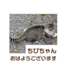 猫ちゃんたちのおはようございます（個別スタンプ：14）