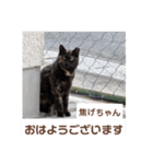 猫ちゃんたちのおはようございます（個別スタンプ：15）