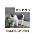 猫ちゃんたちのおはようございます（個別スタンプ：16）
