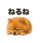とにかく眠いポメラニアン犬のライン（個別スタンプ：2）