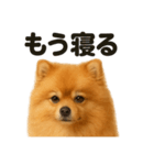 とにかく眠いポメラニアン犬のライン（個別スタンプ：3）