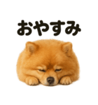 とにかく眠いポメラニアン犬のライン（個別スタンプ：4）