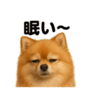 とにかく眠いポメラニアン犬のライン（個別スタンプ：5）