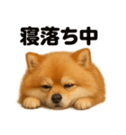 とにかく眠いポメラニアン犬のライン（個別スタンプ：6）