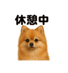 とにかく眠いポメラニアン犬のライン（個別スタンプ：7）