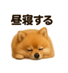 とにかく眠いポメラニアン犬のライン（個別スタンプ：9）