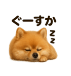 とにかく眠いポメラニアン犬のライン（個別スタンプ：10）