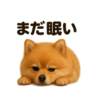 とにかく眠いポメラニアン犬のライン（個別スタンプ：11）