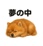 とにかく眠いポメラニアン犬のライン（個別スタンプ：14）