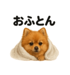 とにかく眠いポメラニアン犬のライン（個別スタンプ：16）