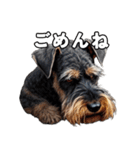 リアルシュナウザー（日常会話）（個別スタンプ：2）