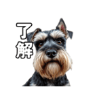 リアルシュナウザー（日常会話）（個別スタンプ：3）