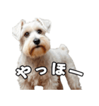 リアルシュナウザー（日常会話）（個別スタンプ：8）