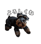 リアルシュナウザー（日常会話）（個別スタンプ：9）