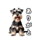 リアルシュナウザー（日常会話）（個別スタンプ：11）