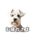 リアルシュナウザー（日常会話）（個別スタンプ：14）