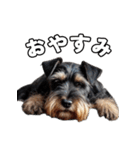 リアルシュナウザー（日常会話）（個別スタンプ：15）
