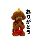 使える！バレーボールプードル（個別スタンプ：16）