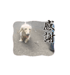 ダックス1番（個別スタンプ：7）