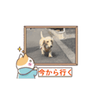 ダックス1番（個別スタンプ：12）