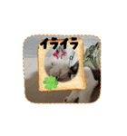 超可愛いぺっと（個別スタンプ：3）