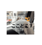 超可愛いぺっと（個別スタンプ：4）