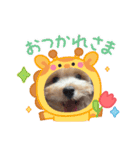 ぷっちゃんハッピースタンプ（個別スタンプ：6）