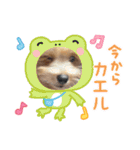 ぷっちゃんハッピースタンプ（個別スタンプ：20）