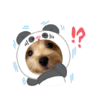 ぷっちゃんハッピースタンプ（個別スタンプ：21）