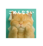 まるっと猫から愛のメッセージ（個別スタンプ：20）