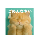 まるっと愛を伝えるネコ（個別スタンプ：3）