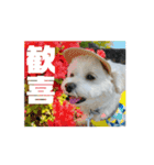 coron season 10 お知らせ編（個別スタンプ：2）