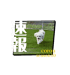 coron season 10 お知らせ編（個別スタンプ：4）