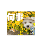 coron season 10 お知らせ編（個別スタンプ：8）