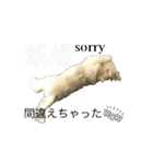 coron season 10 お知らせ編（個別スタンプ：11）