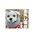 coron season 10 お知らせ編（個別スタンプ：13）