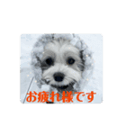 coron season 10 お知らせ編（個別スタンプ：14）