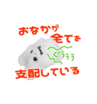 のんびりコロケの毎日使える動くスタンプ（個別スタンプ：12）