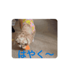マルプーのアンリィ（個別スタンプ：2）