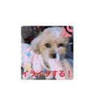 マルプーのアンリィ（個別スタンプ：3）