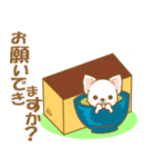 【犬屋】うちの子一番(チワワ)②（個別スタンプ：15）