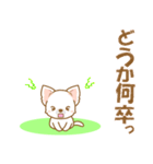 【犬屋】うちの子一番(チワワ)②（個別スタンプ：16）