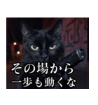 ハードボイルド毒舌猫【黒猫・架空映画風】（個別スタンプ：3）