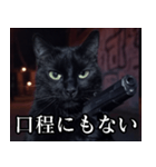 ハードボイルド毒舌猫【黒猫・架空映画風】（個別スタンプ：5）