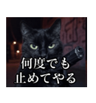 ハードボイルド毒舌猫【黒猫・架空映画風】（個別スタンプ：14）