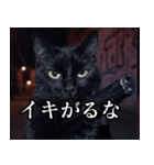 ハードボイルド毒舌猫【黒猫・架空映画風】（個別スタンプ：16）